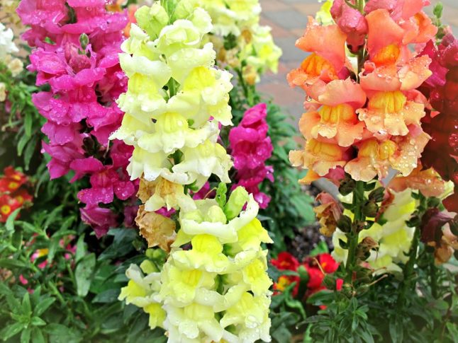 Snapdragons in orange, yellow and pink
