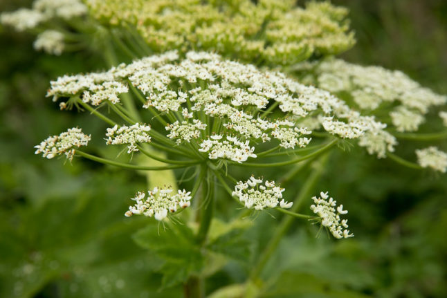 Cow parsnip features tiny white flowers