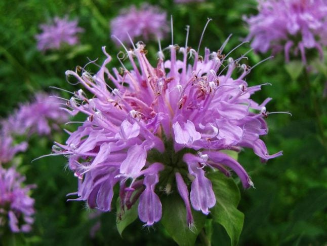Wild bergamot has purplish flowers with lots of petals and tendrils
