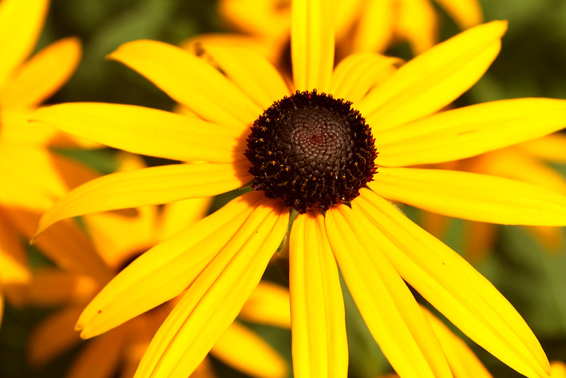 Black-eyed Susan with long bright yellow petals