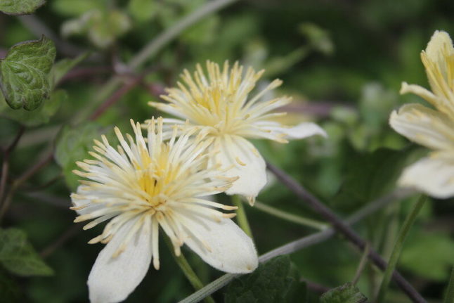 white Virgin’s bower flower