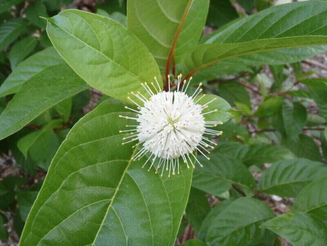 round white buttonbush flower
