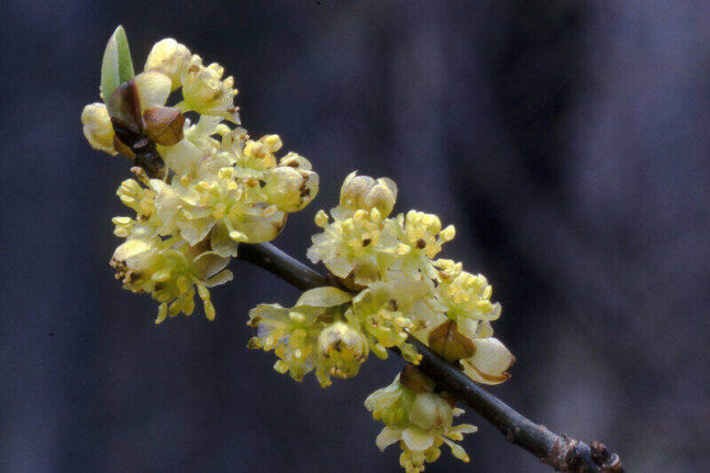 small yellow Spicebush flowers