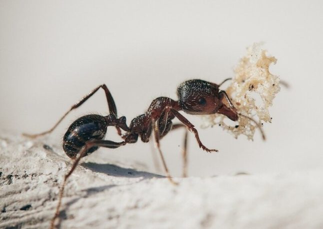 An ant close up