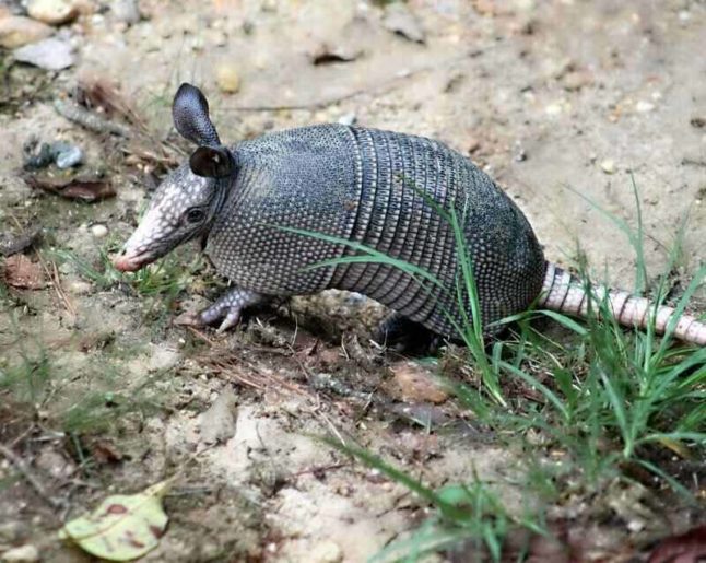 armadillo