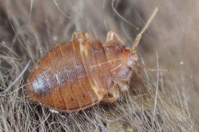 bed bug nymph on the fur of a bat