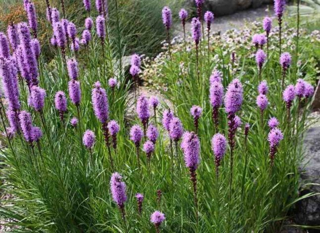 Blazing star with purple shoots of flowers