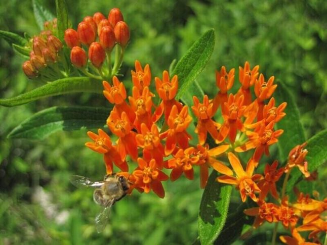 butterfly weed's orange blossoms with a bumblebee on a bloom