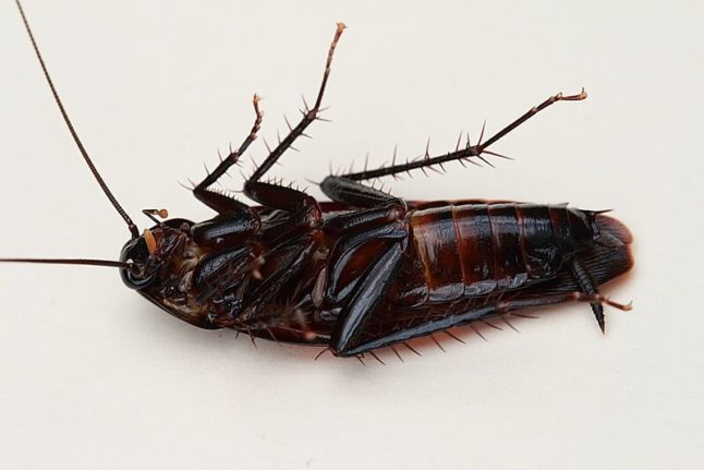 smoky brown cockroach on its back