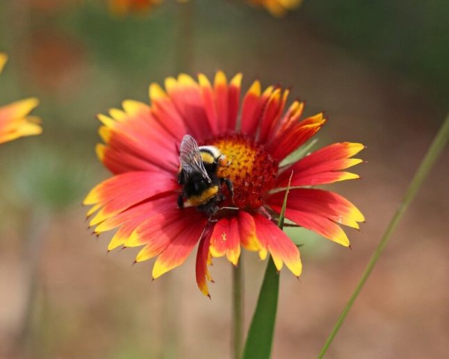 blanketflower, aka firewheel