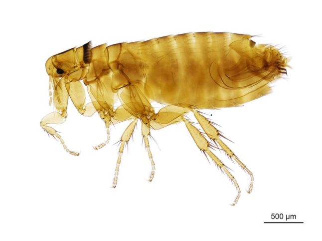Close up of a flea