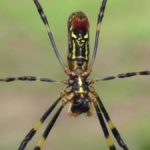 Everything You Need to Know About ‘Parachuting’ Joro Spiders