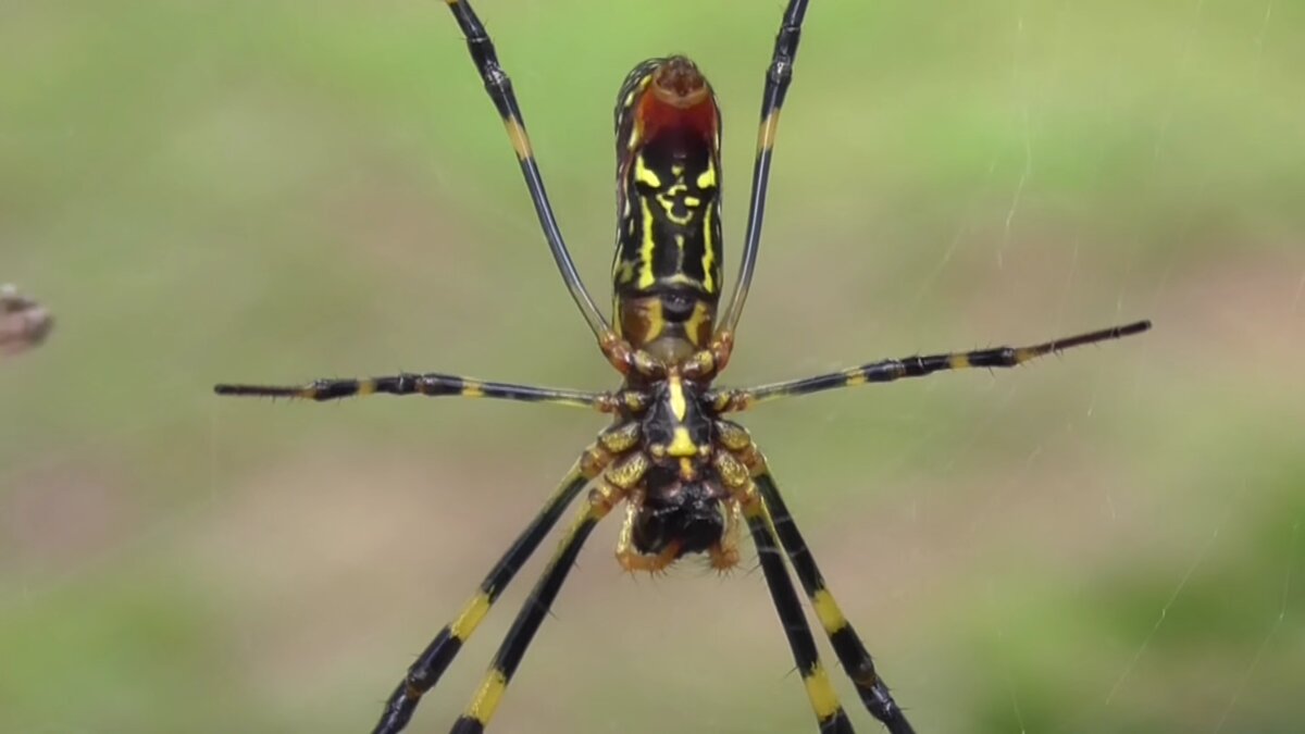 joro spider up close