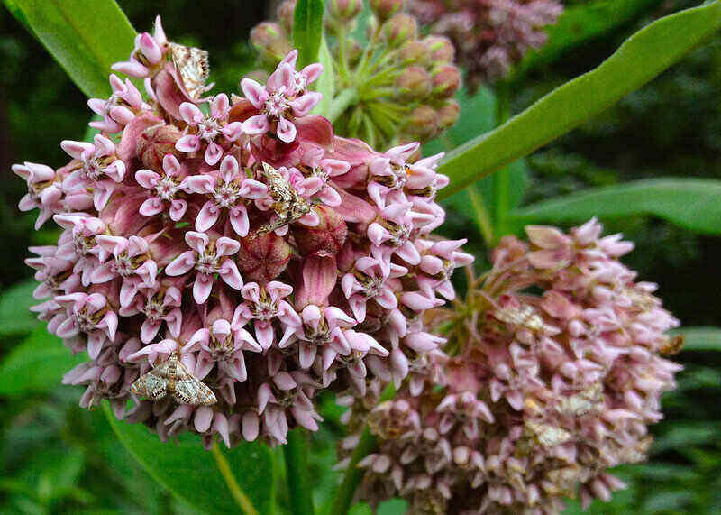 Milkweed with pink flowers