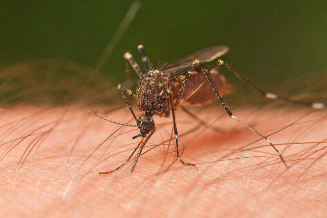 Mosquito biting an arm