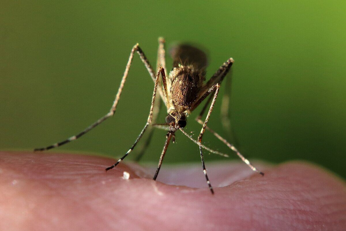 Close-up of a mosquito on someone's skin