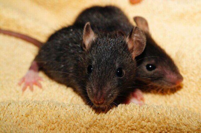 two dark gray, almost black mice with pink ears and feet