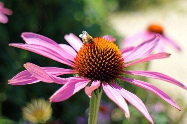 Purple coneflower with a bee in the center