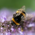 Top 10 Native Plants for Your Pollinator Garden