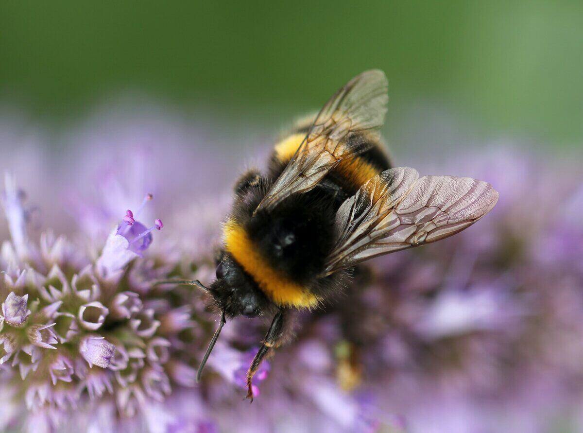 close-up of a bee getting pollen from small purple flowers