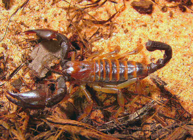scorpion