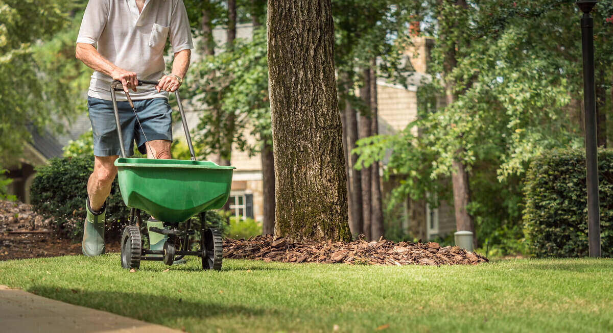 Man using a fertilizer spreader to spread fertilizer on his lawn
