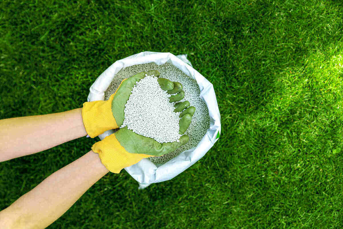 gloved hands scooping granular lawn fertilizer from a bag on the grass