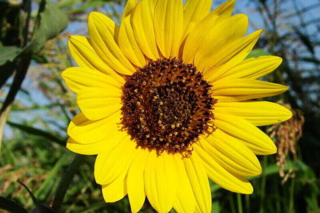 Sunflower with beautiful yellow petals
