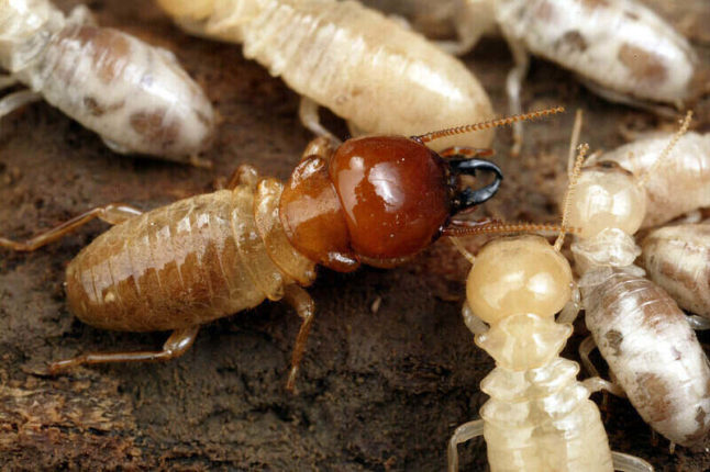 termite