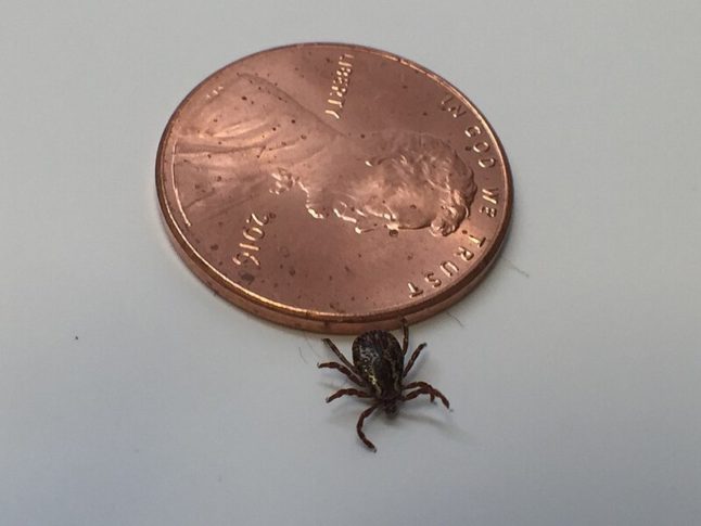Tick next to a penny for size comparison