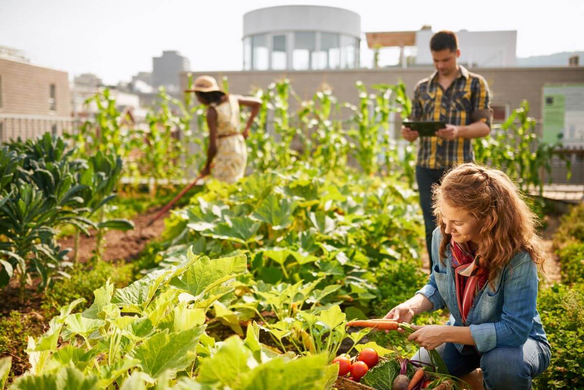A group of three gardeners pick vegetables and till the soil on a rooftop garden surrounded by buildings.