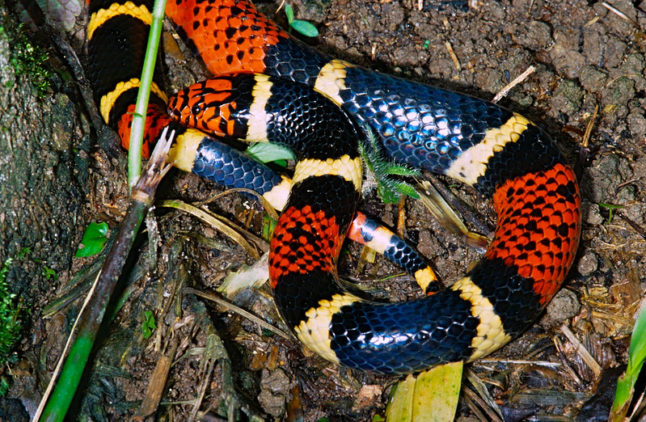Coral Snake - Poisonous Pest