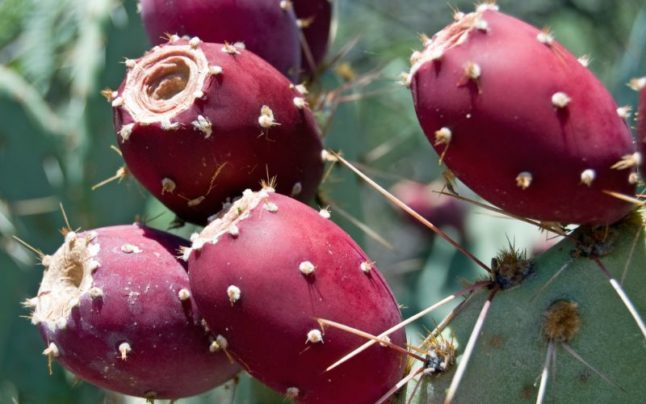 Prickly Pear Cactus Fruit