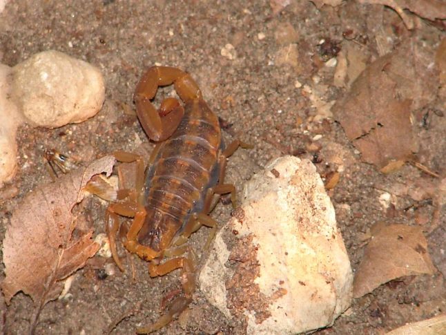 Striped Bark Scorpions - Poisonous Pests