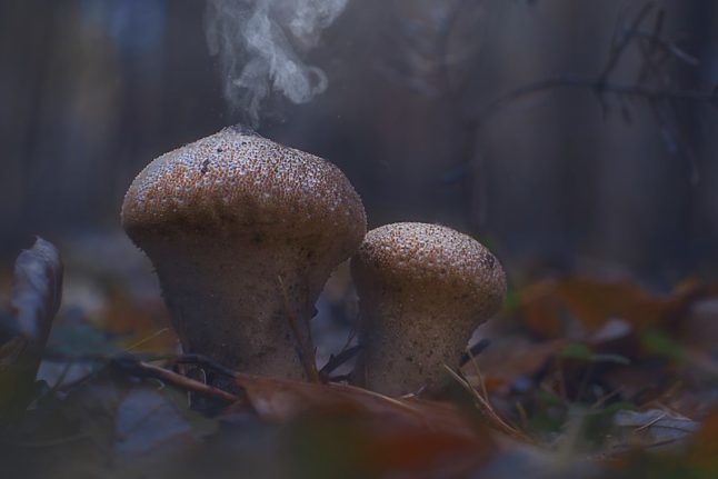 Puffball Mushroom releasing spores 