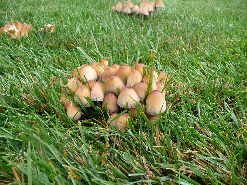 Mushrooms growing in a yard