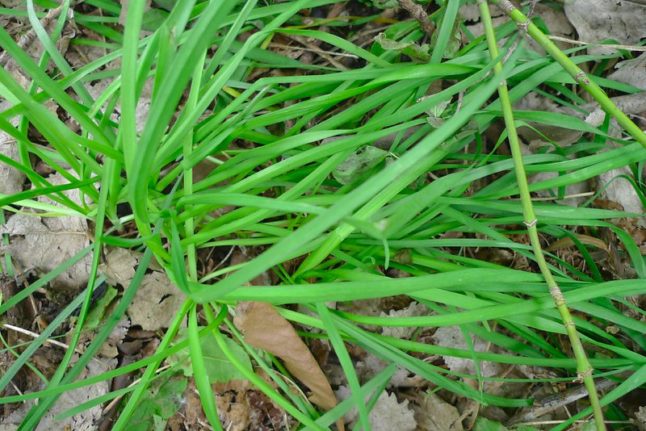 Wild Onion Weed