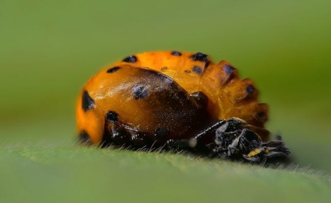 Lady Bug Larvae