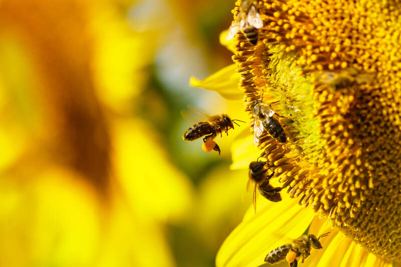 Five honey bees collecting pollen from a yellow flower