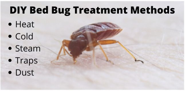 DIY bed bug treatment methods slide detailing heat, cold, steam, traps, dust