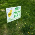 ‘No Mow May’ Catches On to Save Pollinators