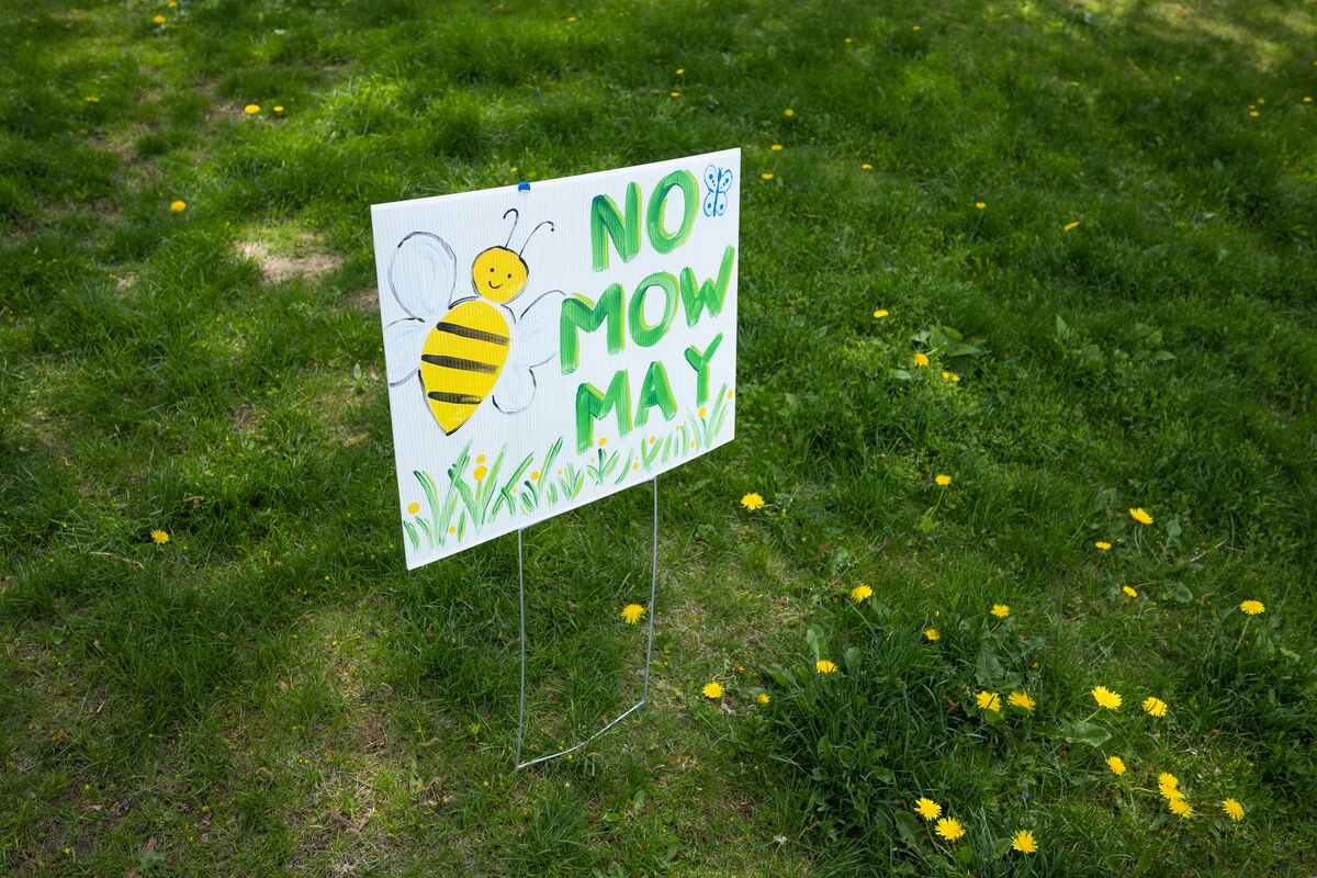 A Now Mow May sign with a bee illustration on a yard
