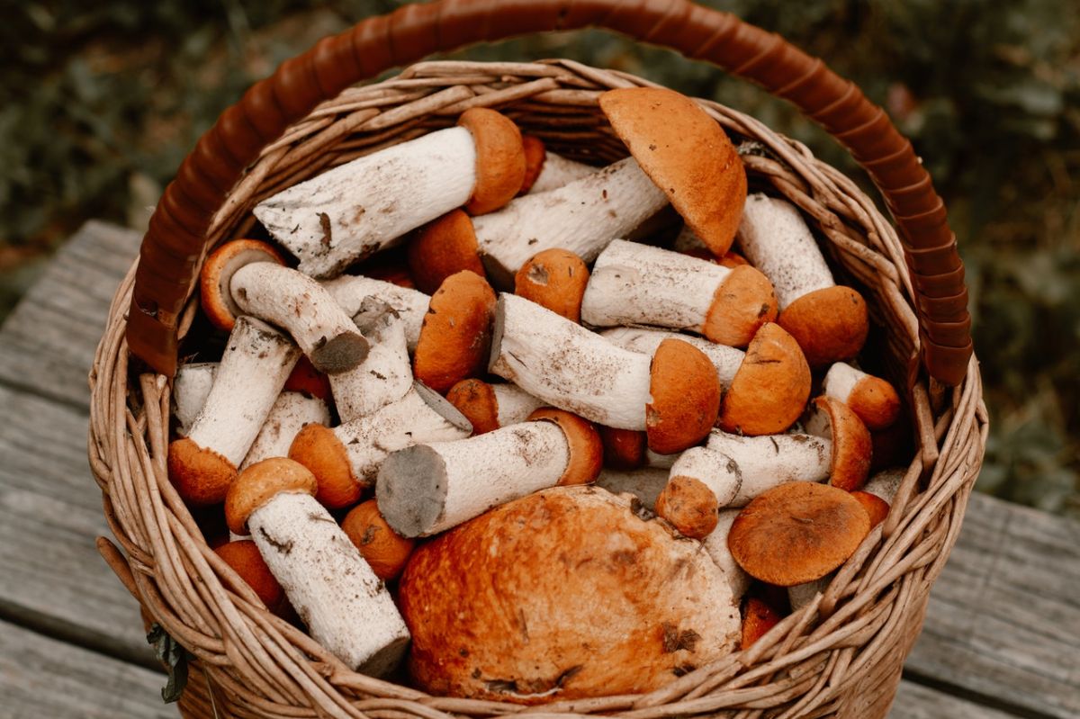 Basket of Mushrooms from Yard