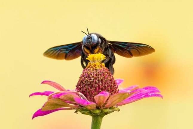 Bee on a Flower