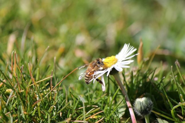 Bee on a Wild Flower Growing on a Lawn