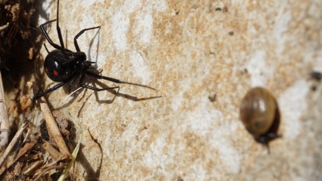 Black Widow Spider - Poisonous Pest in Austin