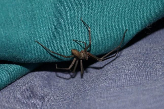 Brown Recluse Spider - Poisonous Pest