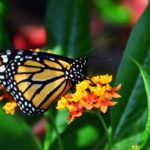 How to Build a Pollinator Garden