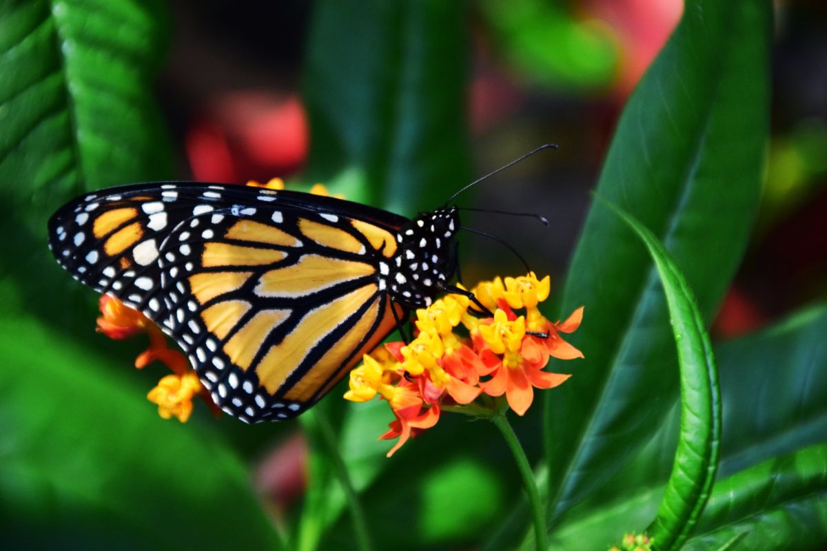 Butterfly on Flower in Pollinator Garden