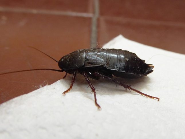 Cockroach on Kitchen Counter